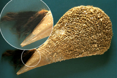 Fibra Textil de Moluscos Bivalvos